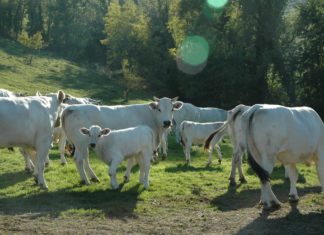 Il Covid non ferma Bovinmarche: gli allevatori marchigiani consegnano a casa la loro carne di qualità