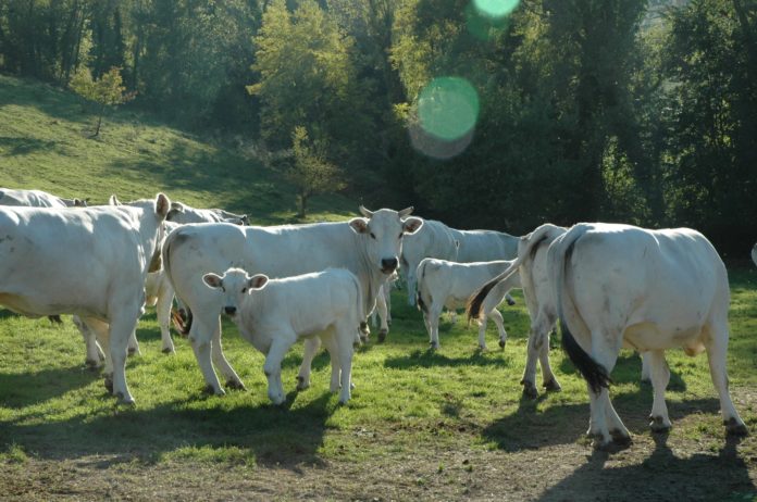 BovinMarche