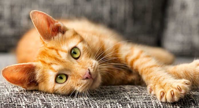 gatto