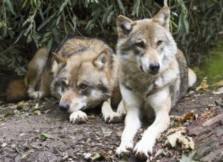 Orazi (Lupus in Fabula): “Talè e i lupi… I dati sulle predazioni del 2019 sul 2018 attestano una diminuzione dei capi uccisi”