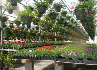 Coldiretti Marche, appello ai Comuni per salvare i vivai: “Mercato bloccato ma il settore può lavorare per verde urbano e decoro delle città”