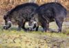 Coldiretti Marche alla Regione: “Ripristinare controlli e selezione della fauna selvatica”