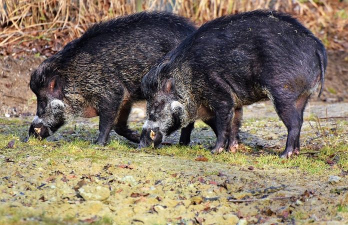 boar-3214069_1280