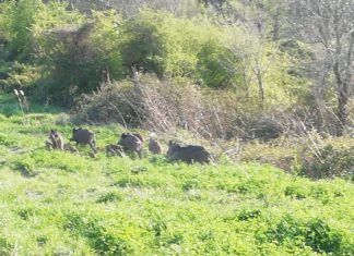 Cinghiali e piccioni senza sosta sui campi indifesi, l’appello di Coldiretti Marche
