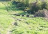 Storica sentenza, gli agricoltori possono abbattere i cinghiali