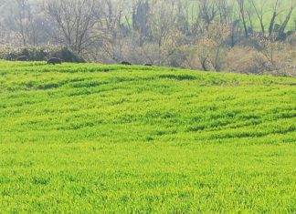 Coldiretti Marche, sui cinghiali e selvatici ancora nessuna risposta