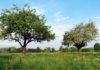 Lupus in Fabula: “Efficientamento energetico: non dimentichiamoci degli alberi”