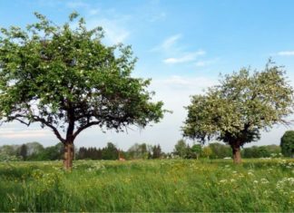Lupus in Fabula: “Efficientamento energetico: non dimentichiamoci degli alberi”