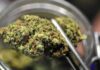 Cannabis terapeutica, Romina Pergolesi incalza la Regione sulla completa applicazione della legge