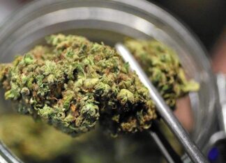 Cannabis terapeutica, Romina Pergolesi incalza la Regione sulla completa applicazione della legge