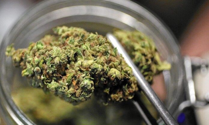 cannabis-terapeutica
