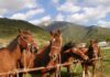 Martedì 26 aprile consiglio regionale, all’esame dell’aula la proposta di legge sulla valorizzazione del cavallo del Catria