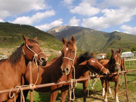 cavallo 6