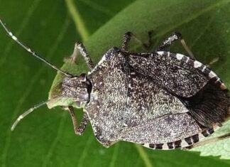 Coldiretti Marche: “Bene lotta alla cimice asiatica ma servono anche indennizzi per le aziende colpite”