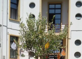Scuola fanese ricorda Falcone piantando l’albero Giovanni