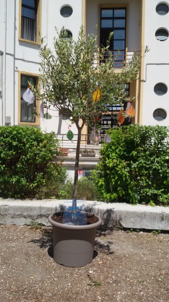 foto albero falconee