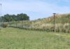 Fano più verde, il patrimonio forestale aumenta