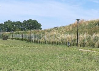 Fano più verde, il patrimonio forestale aumenta