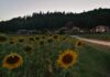 Coldiretti: Marche regione dei girasoli, arriva l’accordo per l’olio 100% italiano