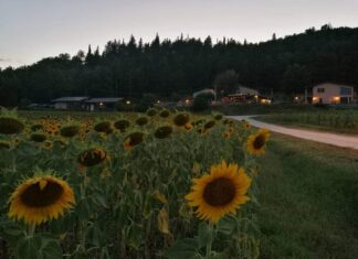 Coldiretti: Marche regione dei girasoli, arriva l’accordo per l’olio 100% italiano