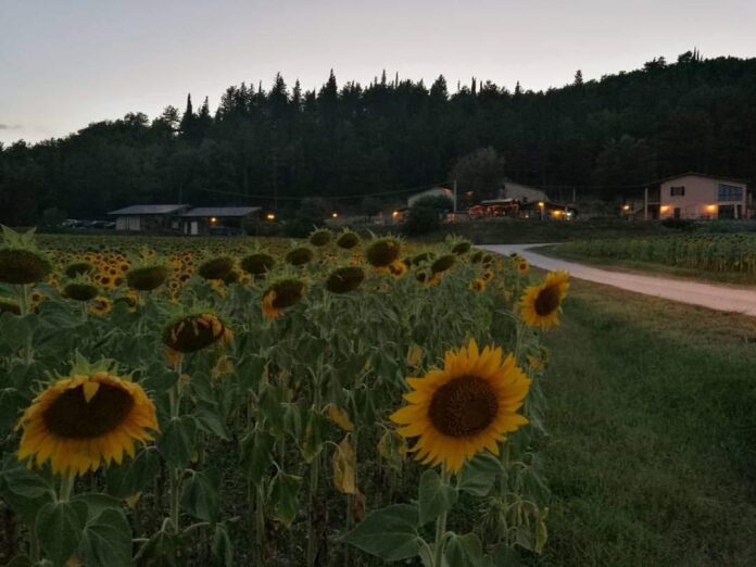 girasoli marchigiani