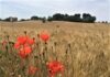 Coldiretti Marche, trebbiatura 2020 al via: qualità e quantità per grano e orzo