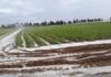 Grandine: bombardati grano, girasole, farro, vigne e oliveti. La conta dei danni a Fano, Montefelcino e Cartoceto