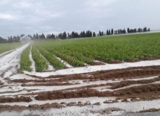 Grandine: bombardati grano, girasole, farro, vigne e oliveti. La conta dei danni a Fano, Montefelcino e Cartoceto