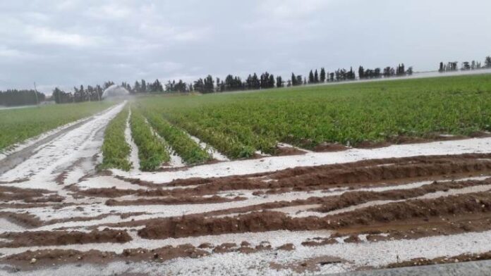 ortaggi-colpiti-da-grandine-nel-tarantino12mag2019confagricoltura-puglia