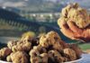 Tartufo: tra coronavirus e crollo di vendite e richieste
