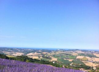 Sabato 4 e domenica 5 luglio a Mombaroccio “Festa degli alberi e dei prodotti tipici locali” e “Lavanda in fiore”