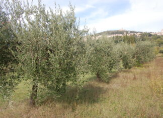Coldiretti e Aprol, patto per rilanciare l’olio extravergine delle Marche dalle ferite del Covid