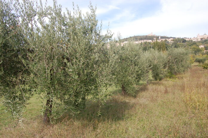 olio olivi (3)