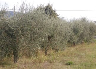 Coldiretti Marche, con Coronavirus a rischio l’oliveto regionale: vendite -15%