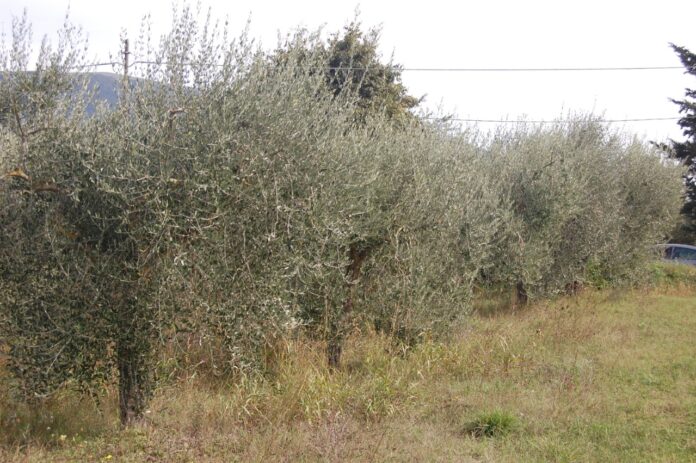 oliveti