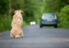 Lettera in redazione: “Ho intravisto abbandonare un cane, gesto deplorevole e vile”