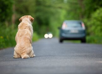 Lettera in redazione: “Ho intravisto abbandonare un cane, gesto deplorevole e vile”