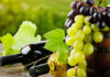 Post Covid Marche, settore agricolo: incrementati i fondi per la distillazione dei vini senza denominazione di origine