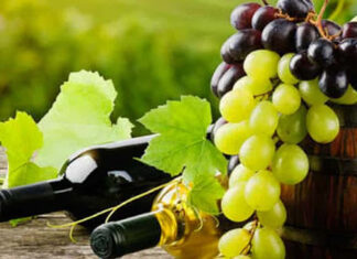 Post Covid Marche, settore agricolo: incrementati i fondi per la distillazione dei vini senza denominazione di origine