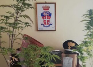 Sant’Ippolito: denunciato ventenne. Coltivava cannabis. Scovato dai CC in elicottero