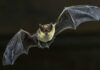 A Casa Archilei di Fano si parla di pipistrelli, lago Vicini e rettili