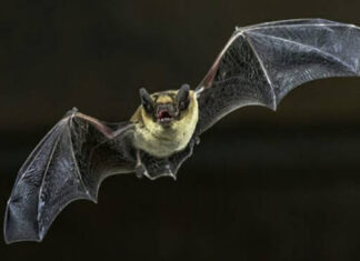A Casa Archilei di Fano si parla di pipistrelli, lago Vicini e rettili