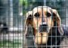 Fano piange Simona Maroccini, l’amica degli animali