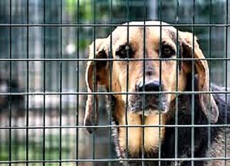 Fano piange Simona Maroccini, l’amica degli animali