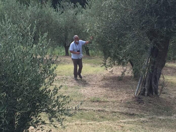 oliveti (2)