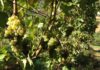Coldiretti Marche, vendemmia 2020 verso i 900mila ettolitri ma preoccupano export e giacenze
