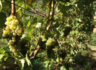 Coldiretti Marche, vendemmia 2020 verso i 900mila ettolitri ma preoccupano export e giacenze