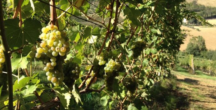 vendemmia