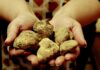 A Sant’Angelo in Vado arriva la 57° Mostra Nazionale del Tartufo Bianco Pregiato delle Marche