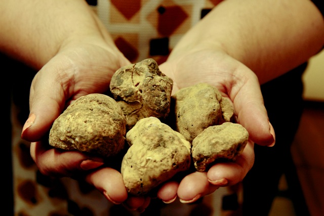 Tartufo2